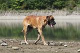 DOGUE ALLEMAND 148